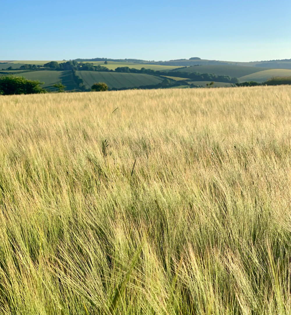 about Falmer Court about Falmer Court