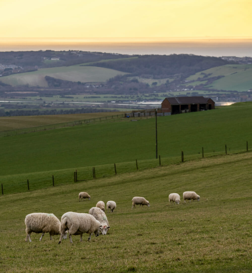 Falmer Court Sustainability Development Goals